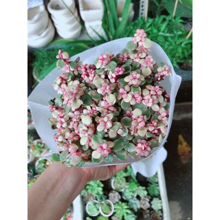 Đô la hồng Bán Chạy