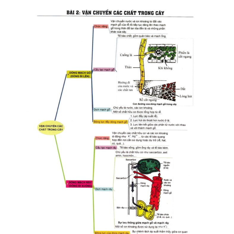 Sách - Sơ Đồ Tư Duy Sinh Học 11-12