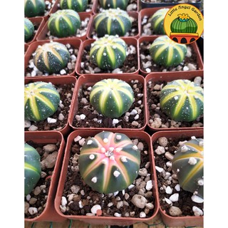 Xương rồng Aster lem vàng - bao gồm cả đất và chậu nhựa - thuần khí hậu miền Nam