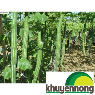 5 Hạt giống mướp rắn F1