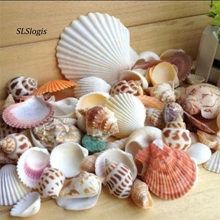 Bộ 100g vỏ sò hỗn hợp trang trí hồ cá đẹp mắt