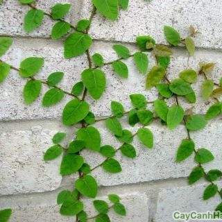Cây 🌲 Thằn lằn ♌ leo tường...