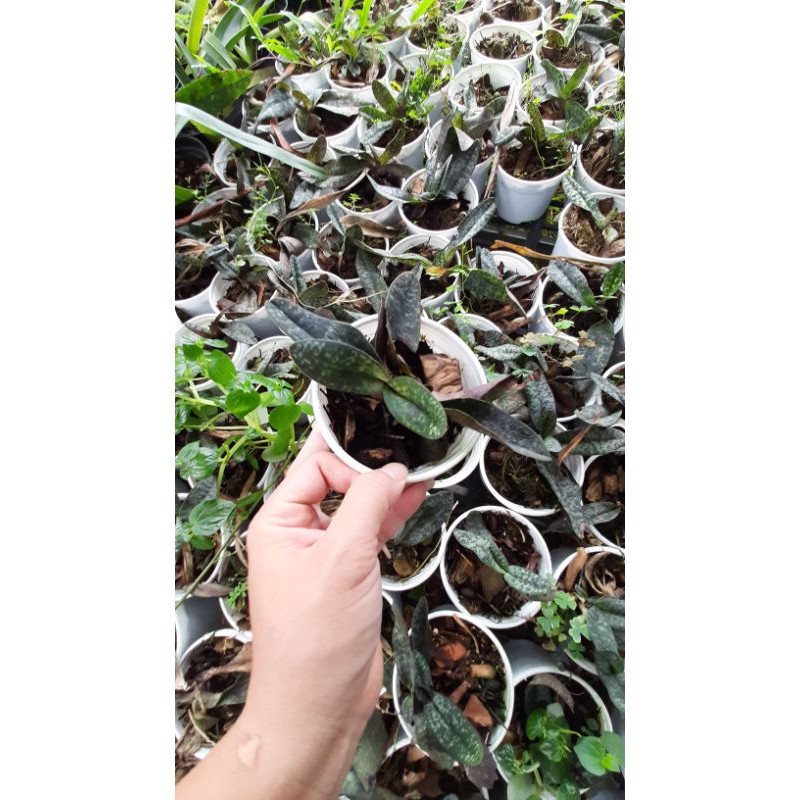 Hoa phong lan hài hồng
