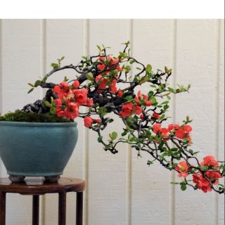 Hạt giống hoa mai lùn đỏ trồng chậu phong thủy