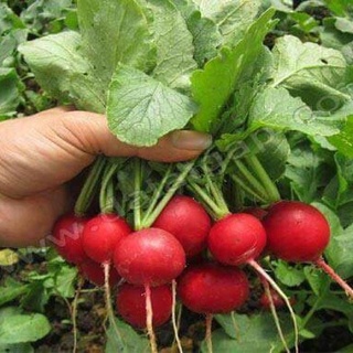 #Hạt_Giống_Củ_Cải_Cherry ( tặng kèm kích mầm )