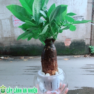 Chậu Kim Ngân Trồng Thuỷ Sinh