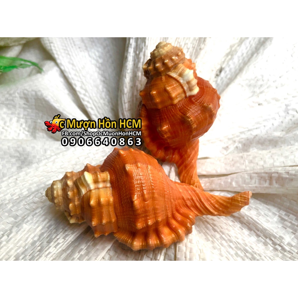 Quà Tặng của Biển - Vỏ Ốc Mượn Hồn - Vỏ Ốc Biển Tự Nhiên - Quà tặng - Trang trí nhà cửa, hồ cá, bàn làm vi