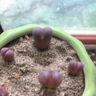 Combo thạch lan (tím + xám)