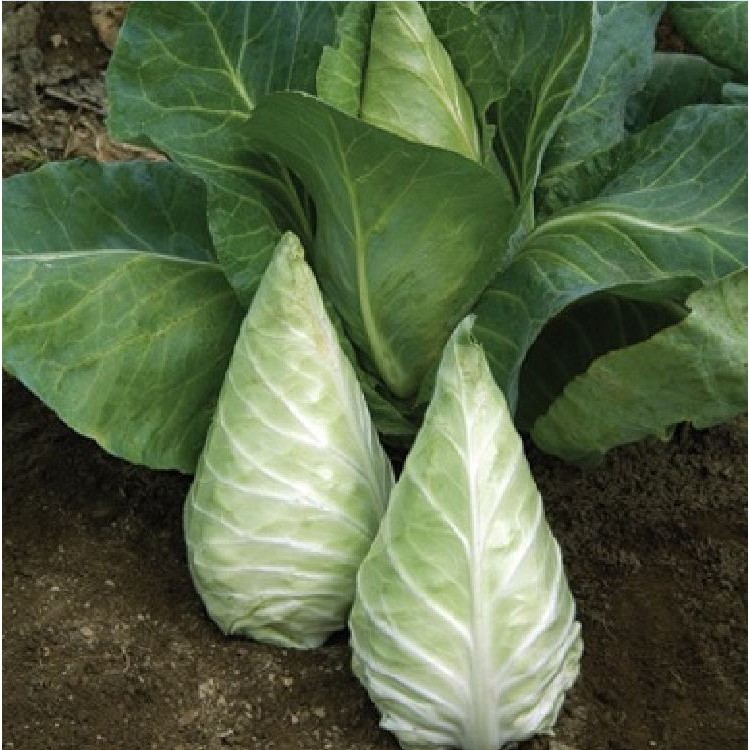 Hạt giống bắp cải xanh hinh trái tím F1 - Gói 30 Hạt