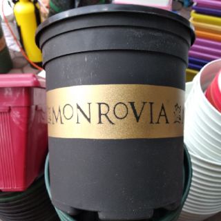 Chậu Mon 5gal kích thước 28x31cm