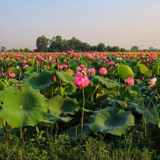 Tinh dầu hoa sen VietGreen