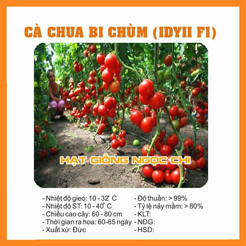 Hạt Giống Cà Chua Chuỗi Ngọc (Cà Chua Bi Chùm Đỏ) F1 - 30 Hạt