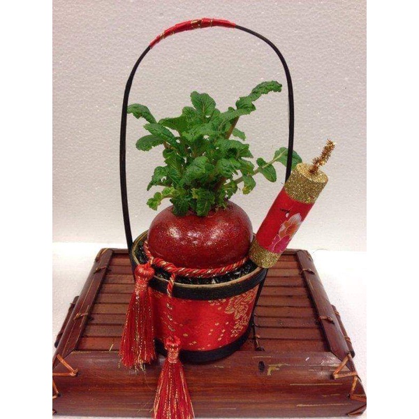 Hạt giống củ cải đỏ khổng lồ, củ cải thần tài hủ 100 hạt