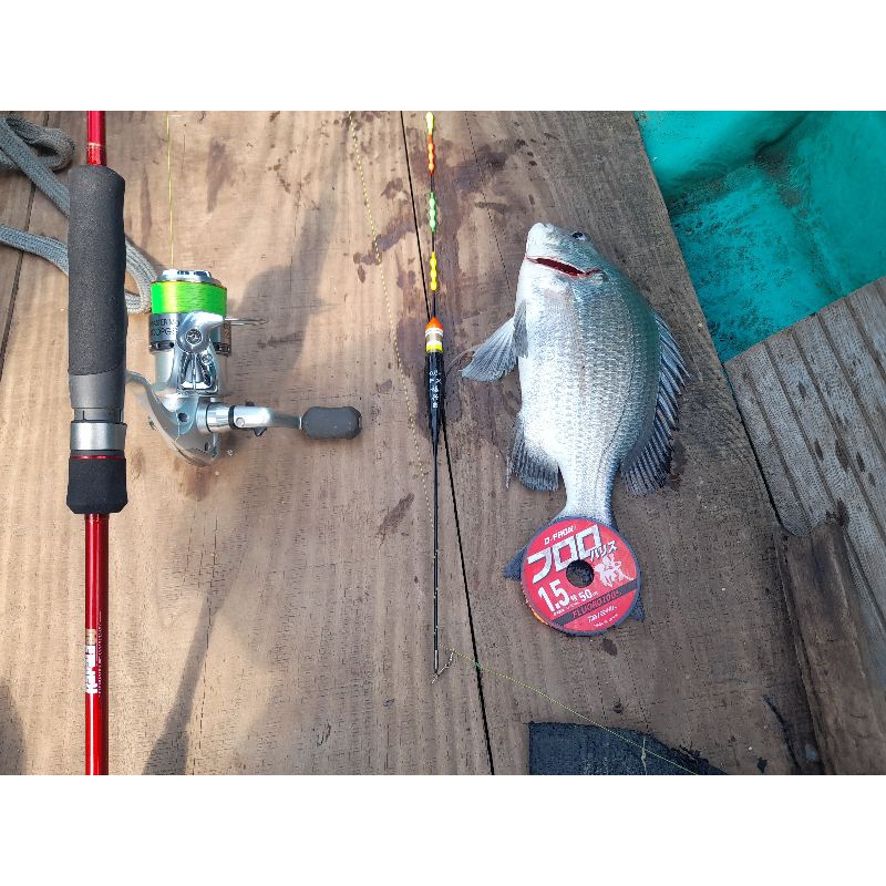 Phao ISO chuyên câu tráp