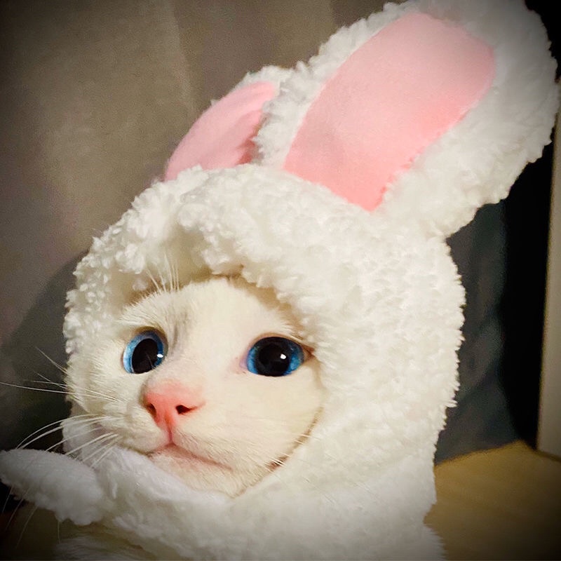 [Tặng súp thưởng] Mũ nón tai thỏ giữ ấm tạo dáng đáng yêu cho mèo cưng