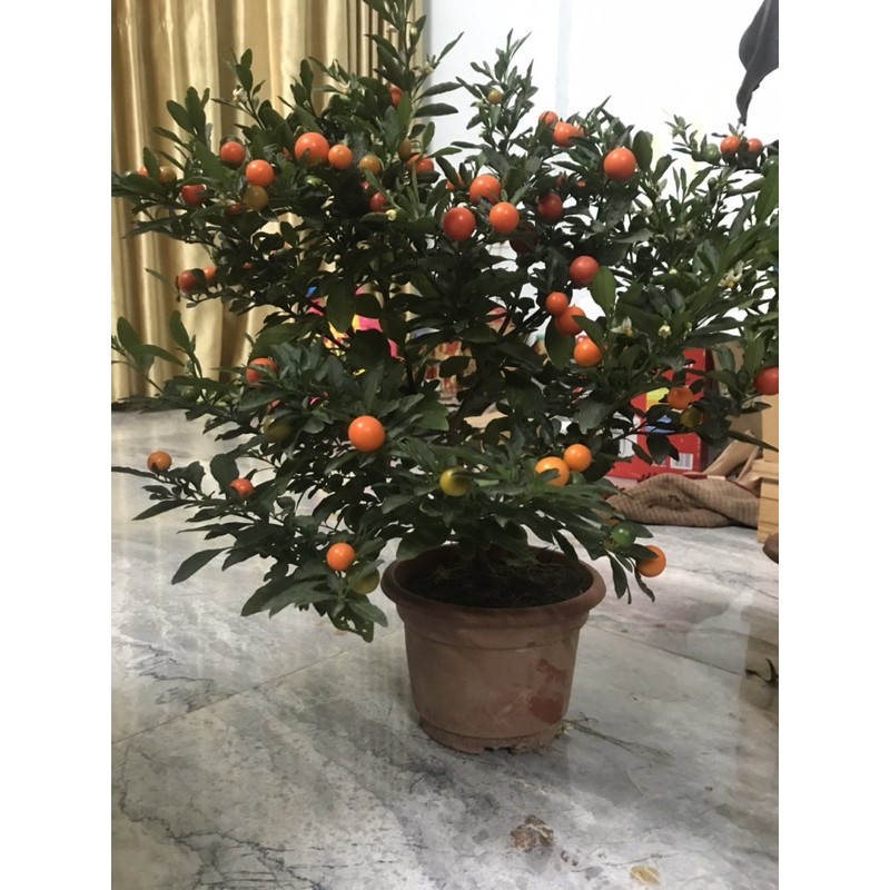 quất Nhật siêu đẹp