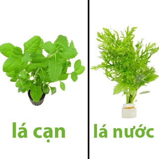 Cây thủy sinh thủy cúc lá cạn - 20k/12 ngọn