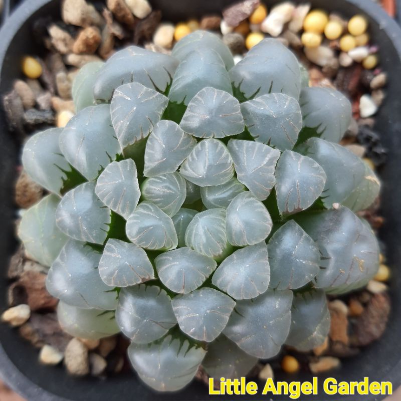 Sen đá kim cương | Haworthia Cooperi "Dodson Obtusa"