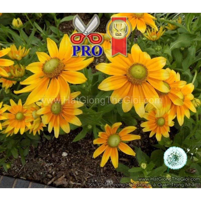 50h Hạt Giống Hoa Cúc Xòe Prairie Sun F1Pro