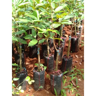 Cây giống sầu riêng dona gốc to 2 năm