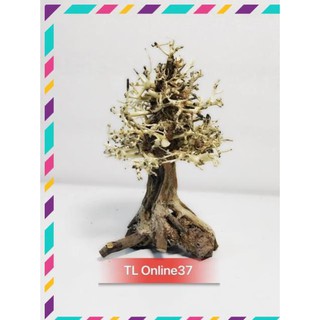 [Siêu Rẻ] Lũa bonsai cây thông noel trang trí bể cá thuỷ sinh