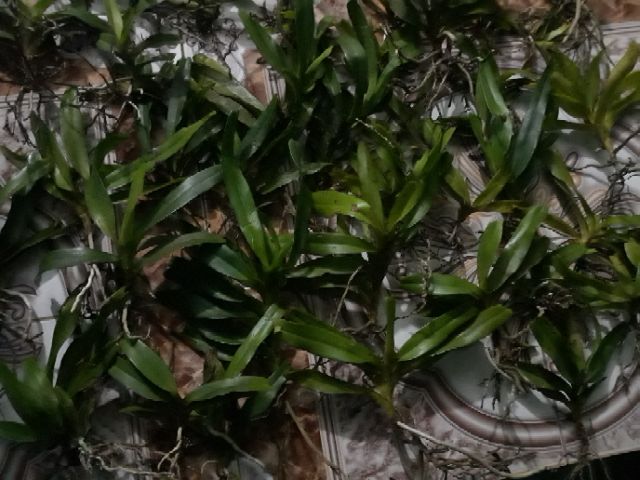 Combo 10 loại lan rừng giá siêu mềm cho ae yêu Lan