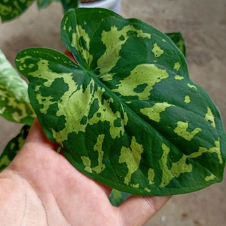 Chậu cây môn lính đặc công hilo beauty caladium - ship toàn quốc