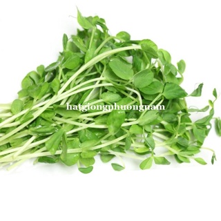 HẠT GIỐNG RAU MẦM ĐẬU HÀ LAN