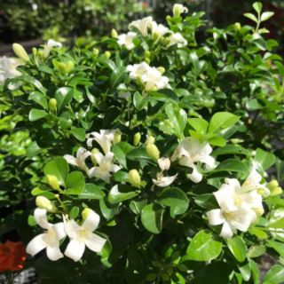 Cây 🌲 Nguyệt quế Thái siêu hoa đang hoa