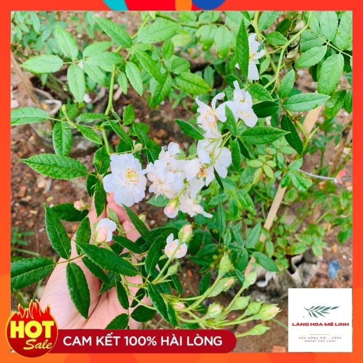 Hoa hồng leo Ngỗng Tuyết- Snow Goose -CÂY ĐANG RA HOA - ẢNH THẬT