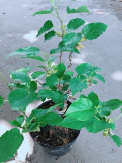 Cây Dâu Bonsai