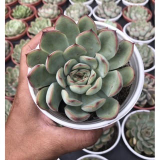 Sen đá viền Hồng Size trung