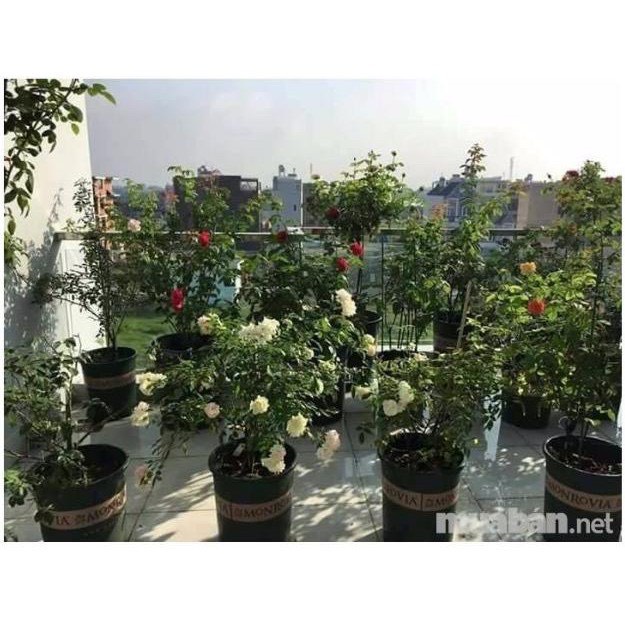 Phân bón hữu cơ cho hoa, hoa giấy- Phân bón siêu hoa giấy giúp sai hoa, giữ hoa lâu tàn.