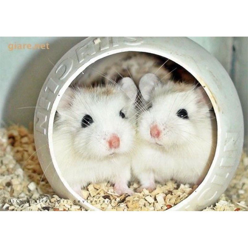 Chuột Hamster