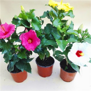 Hạt giống hoa dâm bụt f1