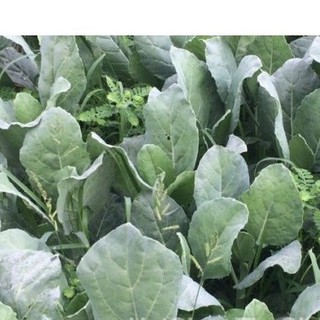 150h Hạt Giống Cải Rổ Siêu Ngon Ngọt Ăn Cả Cây luckyseed hạt siêu rẻ