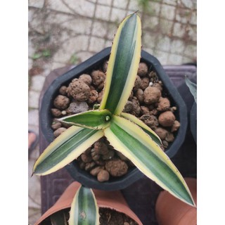 Agave Lophantha Quadricolor - vàng xanh