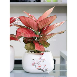 Cây Hồng Phát Lộc Để Bàn