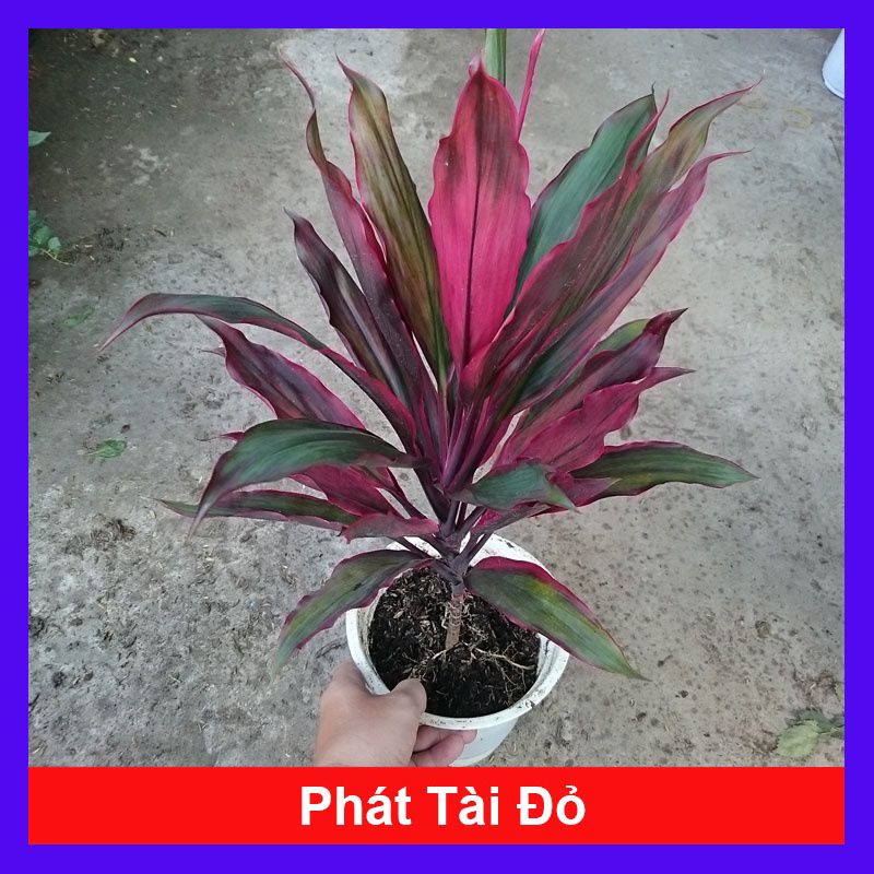 RẺ VÔ ĐỊCH 🌺CÂY PHÁT TÀI ĐỎ🌱