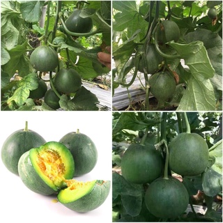 [Siêu rẻ] 70 HẠT GIỐNG DƯA LÊ XANH  SUZUKY  F1_ Nảy 99%