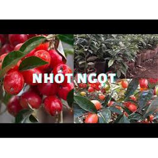 [GIỐNG CHUẨN] Cây giống nhót ngọt rễ trồng, quả sai chi chít (cây giống ảnh cuối)