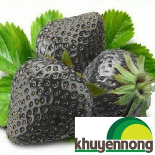 Hạt giống dâu tây đen 100 hạt