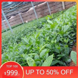 Combo 30 cây Chè Xanh uống nước xanh tươi tốt