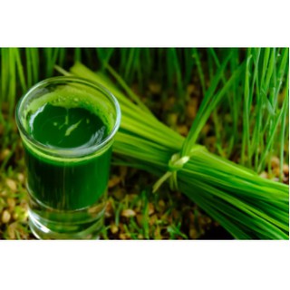 Hạt giống cỏ lúa mì 1kg (Wheatgrass)