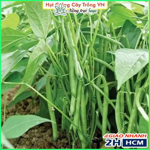 Hạt giống Đậu Cove Bụi Lùn Dễ Trồng, Năng Suất Cao - Gói 20 Gram