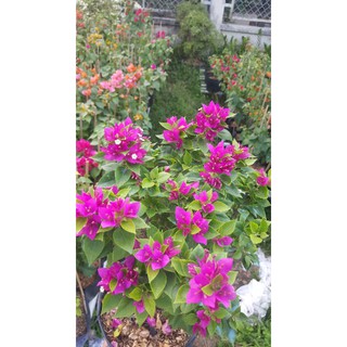 cây bông giấy mỹ mini