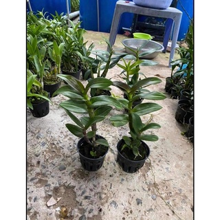 HOA LAN NẮNG CỜ ĐỎ XỔ 5%
