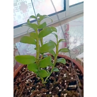 Phi điệp 5CT TIÊN SA siêu đẹp