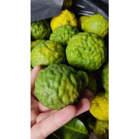 Trái chúc  hữu cơ nhà trồng 500 gram