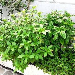 ĐẤT TRỒNG RAU NAMIX
